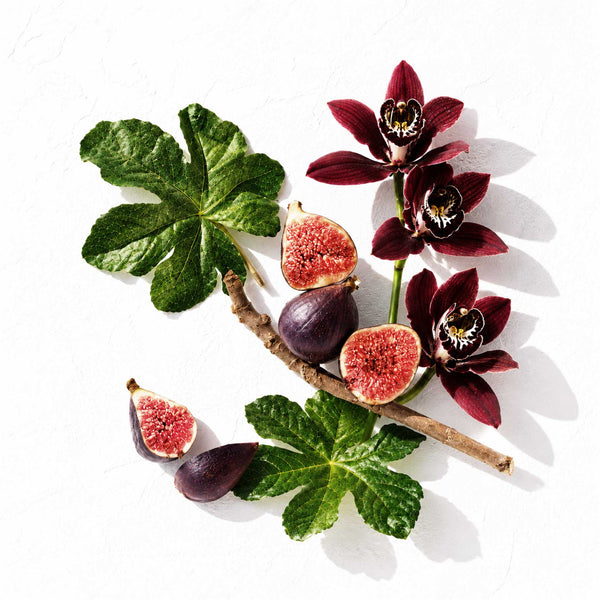 Black Fig by the Candle Kitchen A botanical still life featuring dark burgundy figs on a branch with green fig leaves and two blooming dark burgundy orchid flowers, set against a clean white textured background.