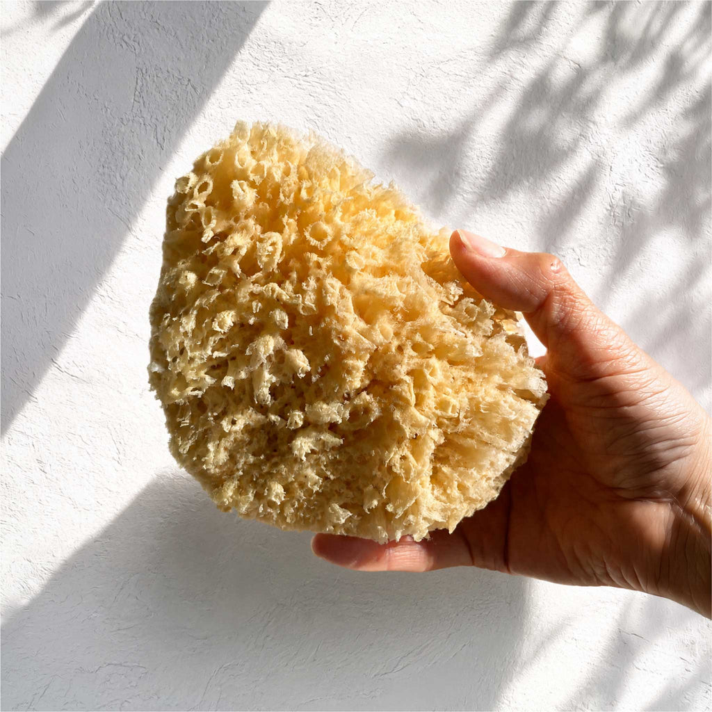 A hand holding a large, irregularly shaped natural Mediterranean sea sponge bath sponge against a white textured wall with dappled sunlight and shadows.