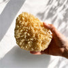 A hand holding a large, irregularly shaped natural Mediterranean sea sponge bath sponge against a white textured wall with dappled sunlight and shadows.
