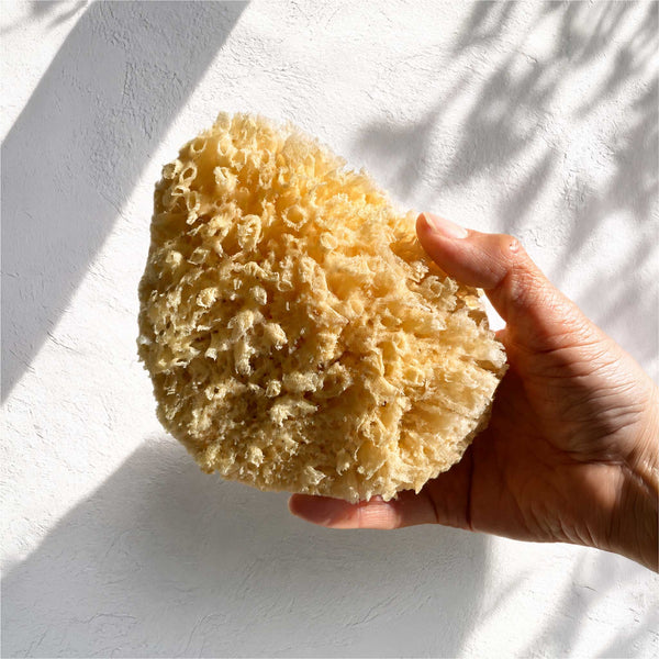 A hand holding a large, irregularly shaped natural Mediterranean sea sponge bath sponge against a white textured wall with dappled sunlight and shadows.