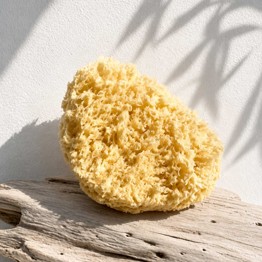 A natural yellow Mediterranean sea sponge resting on a weathered piece of driftwood against a white wall with palm leaf shadows cast across it.