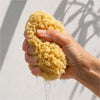 A hand holding a wet, porous natural Mediterranean sea sponge that is dripping water, set against a textured white wall with soft shadow patterns.