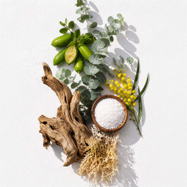 A beautiful arrangement of eucalyptus, desert limes and driftwood all the elements of the South Coast soy Candle from the Candle Kitchen
