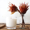 French Chai Candle in a clear thick glass with a dried Australian Flower from the Candle Kitchen